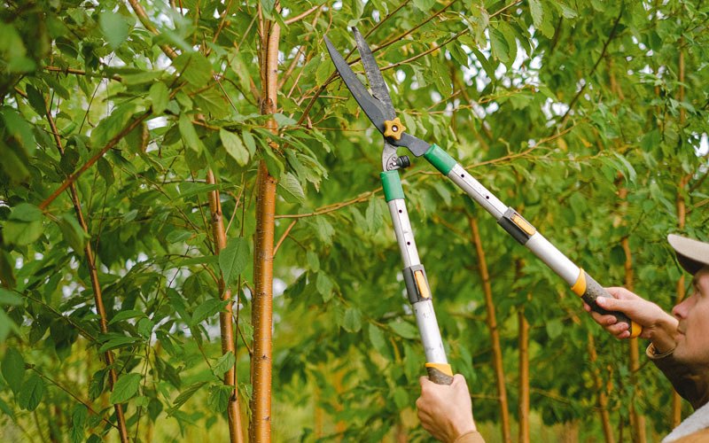 Tree trimming in Kelley, IA